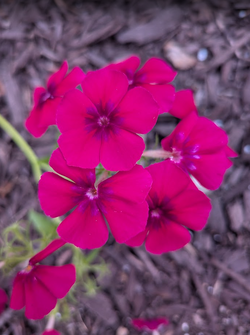 phlox.webp