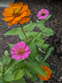 zinnia.webp