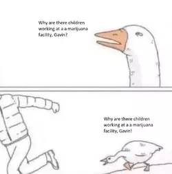 GooseChaseGavin.webp