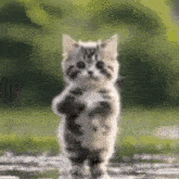 2512335341223.gif