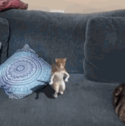 1695785186476.gif