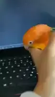 dancing-bird.webp