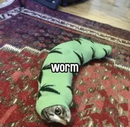worm-cat.webp