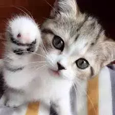 1752299933017.webp