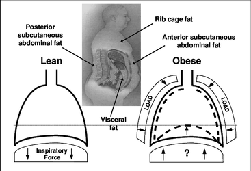 Theoretical-effects-of-rib-cage-and-abdominal-fat-accumulation-subcutaneous-visceral.webp