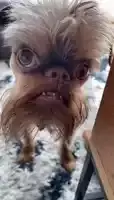 weird-ah-dog.webp
