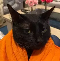 bhikkhu.webp