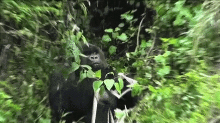 625dd123a23d461e0924987c7abdd8ed.gif