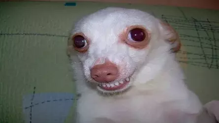 funny chiwawa smiling.webp