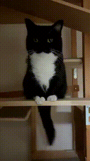 uni :3.gif