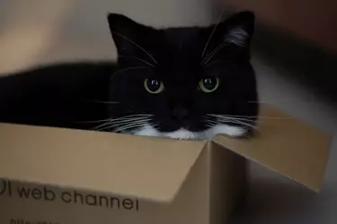 box.webp