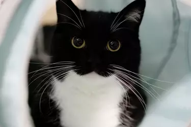 uni cat.webp