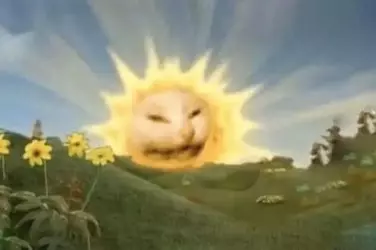 SunCat.webp