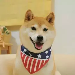 8bf22e7570fab32a7aa26d28547817ca--doge-2329913496.webp