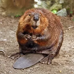 American_Beaver.webp