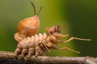 AH-Lobster-Moth-Stauropus-fagi-caterpillar-0787.webp