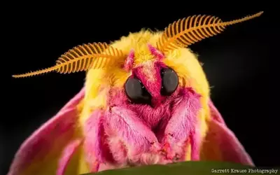 where-can-i-buy-rosy-maple-moth-eggs-online-v0-rp4536b59jed1.webp