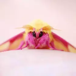 rosy-maple-moth-royalty-free-image-1590506734.webp