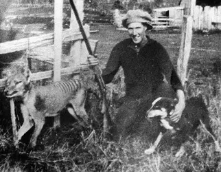 Wilf_Batty_last_wild_Thylacine.webp