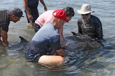 2012-06-05_8633_whale3.webp