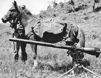 sgt_reckless_with_recoilless-rifle_-_public_domain-mainweb.webp