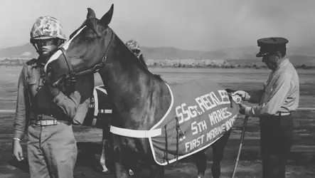 Staff_Sergeant_Reckless (1).webp