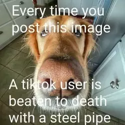 every-time-you-post-this-image-a-tiktoker-is-beaten-to-death-with-a-steel-pipe.webp