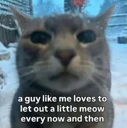 a little meow.webp