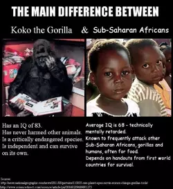 KOKO VS.webp