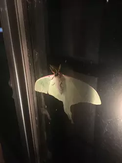 moth.webp