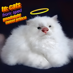 Ripcats.webp