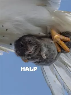 GwJYKmiWAAAtBlm.webp