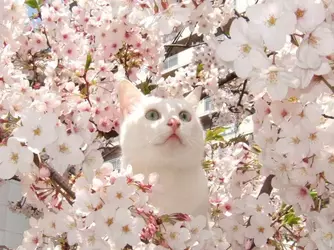 1584212792324.webp