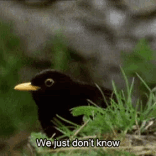 bird-wejustdontknow.gif