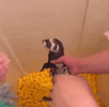1000007297.gif