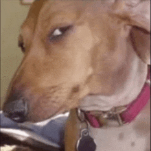 ayo-dog.gif