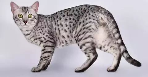 Egyptian-Mau-standing-768x401.webp
