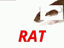 IMG_0758.gif
