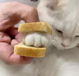 knuckle_sandwich.webp