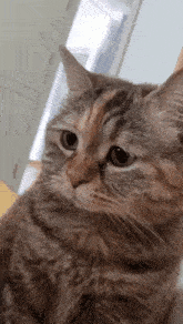 cat-depressed-3150908093.gif