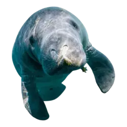 Manatee1.webp