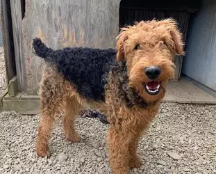 airedale-terrier-smiling-1969250688.webp