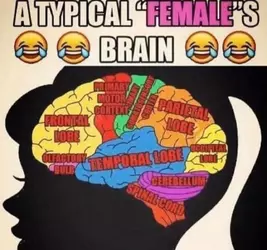 typical_female_brain.webp