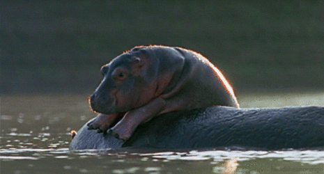 giphy (1).gif