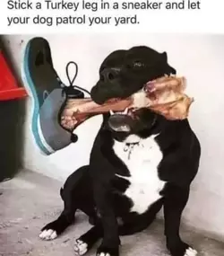 stick-a-turkey-leg-in-a-sneaker-and-your-dog-patrol-your-v0-wi4c7k9fad6b1.jpg.webp