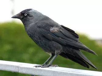 Jackdaw_(7503357692).webp