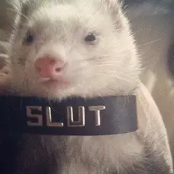 Ferret_Pinterest.webp