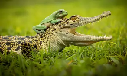 croc and frog.webp
