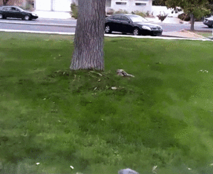 Partap Davis New Mexico Rape Cam.gif