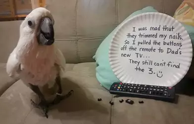 birds_behave_yourself_640_25.webp